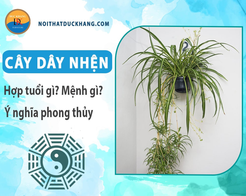 Hướng dẫn trồng cây dây nhện thủy sinh đơn giản tại nhà