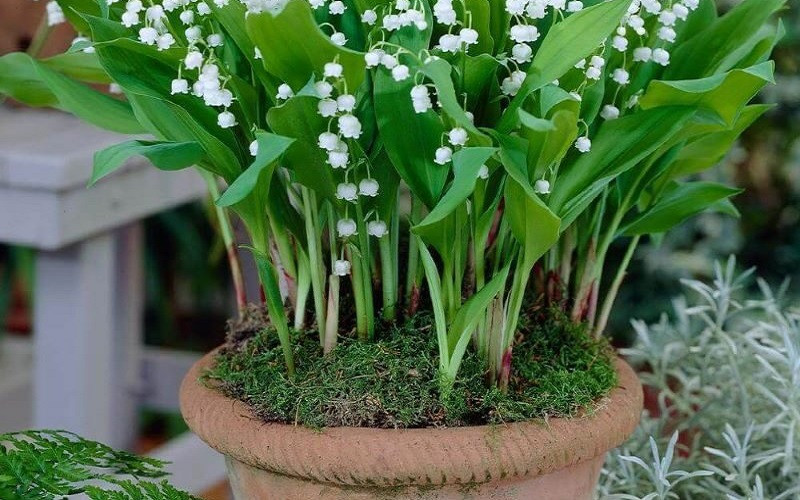 Hướng dẫn trồng và chăm sóc hoa Linh Lan nở đẹp