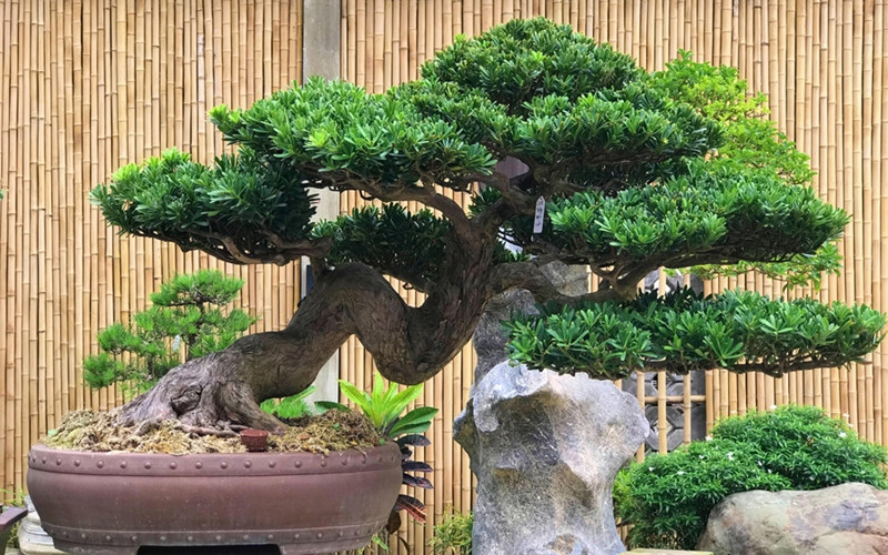 Hướng dẫn trồng và chăm sóc Tùng La Hán.