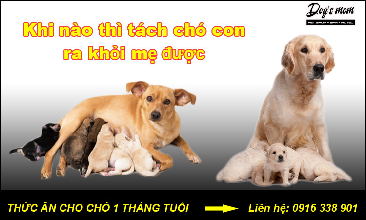 Chó Con 20 Ngày Tuổi Ăn Gì Để Phát Triển Khỏe Mạnh Toàn Diện?