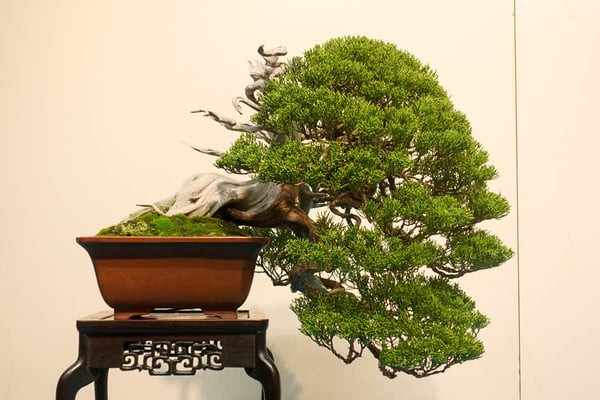 Kim sa tùng với hình dáng lạ mắt, đẹp và độc đáo
