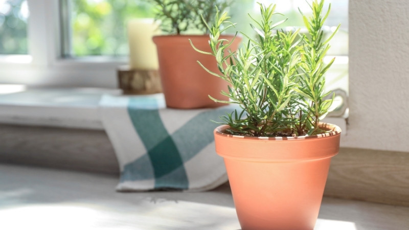 Kỹ thuật trồng cây hương thảo đơn giản tại nhà