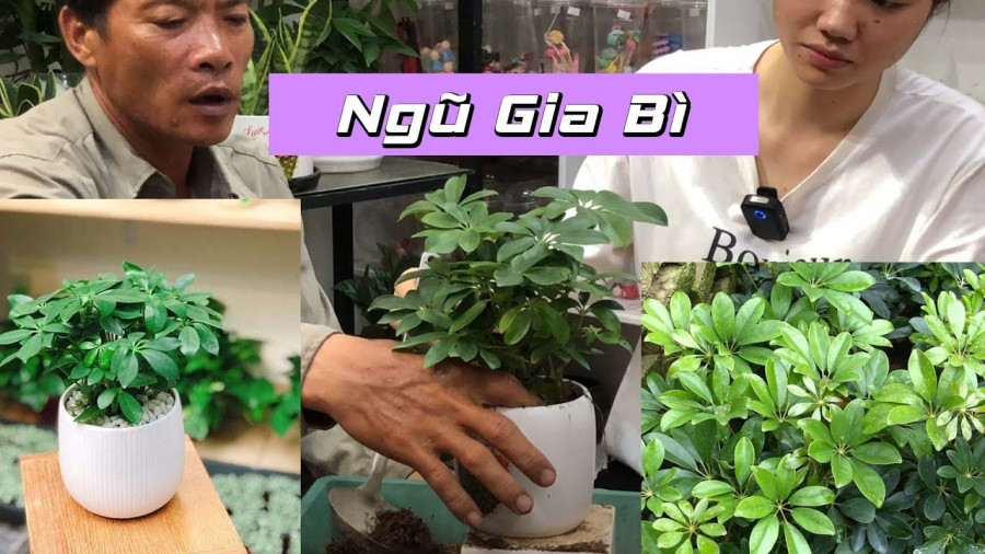 Lá cây ngũ gia bì tươi xanh, mang ý nghĩa may mắn cho gia chủ