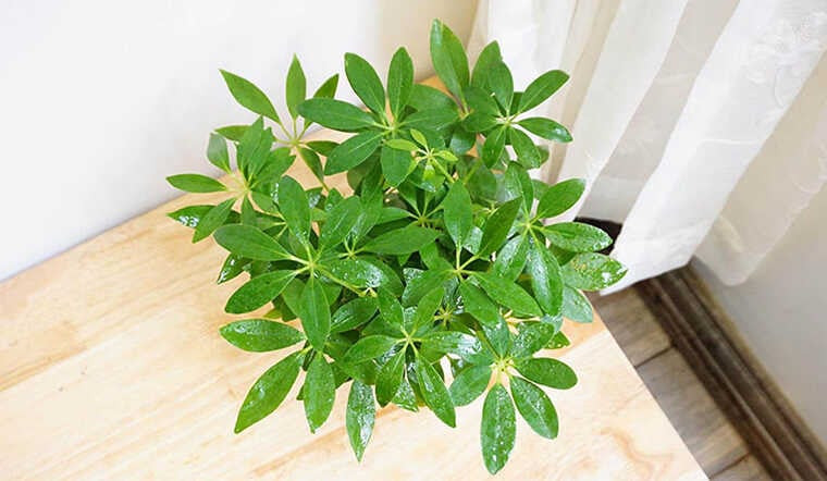 Lá cây ngũ gia bì xanh mướt, tượng trưng cho sự thịnh vượng và sức khỏe