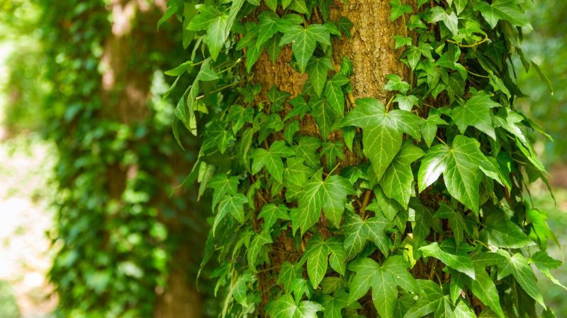 Lá cây thường xuân xanh tươi, biểu tượng của sự sống