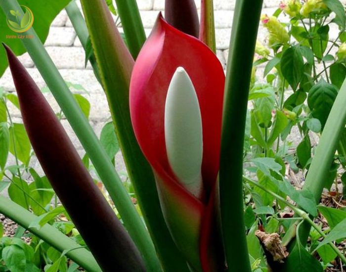 Lá non trầu bà đế vương đỏ màu tía và lá già màu xanh đậm