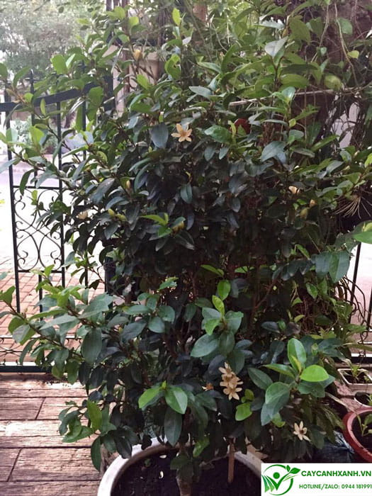 Lan tiêu trồng trong chậu được đặt ở vị trí hợp phong thủy trước nhà