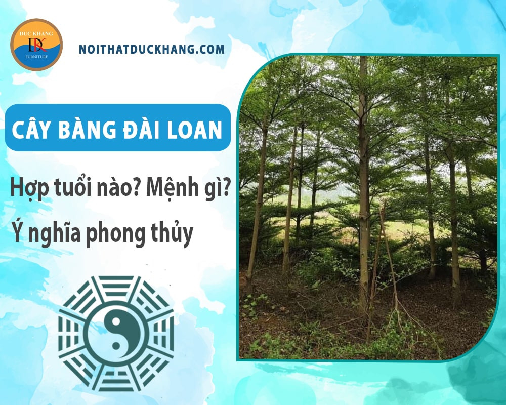 Lựa chọn vị trí và chậu phù hợp khi trồng cây bàng Đài Loan trong nhà