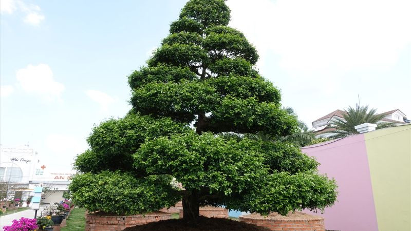 Lưu ý vị trí trồng cây nguyệt quế phù hợp