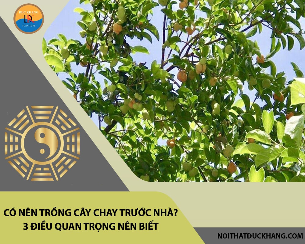 Lưu ý vị trí và khoảng cách khi trồng cây chay để tránh ảnh hưởng cấu trúc nhà