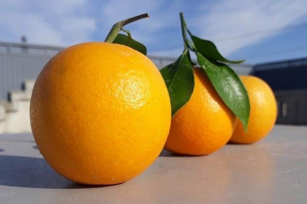 Màu cam sáng bùng cháy, màu chủ đạo của cung Nhân Mã, biểu thị sự phiêu lưu và sáng tạo
