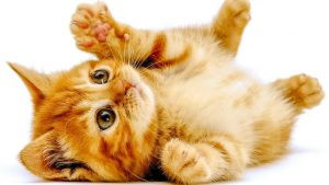 Màu sắc hợp mệnh Mộc của Tân Mão 2011