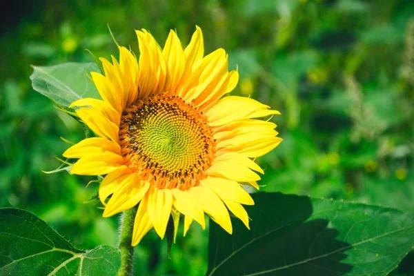 Màu vàng sáng rạng rỡ, màu chủ đạo của cung Song Tử, đại diện cho trí tuệ và sự lạc quan