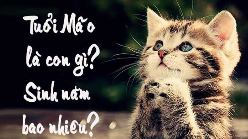 Mèo, con vật đại diện cho tuổi Mão