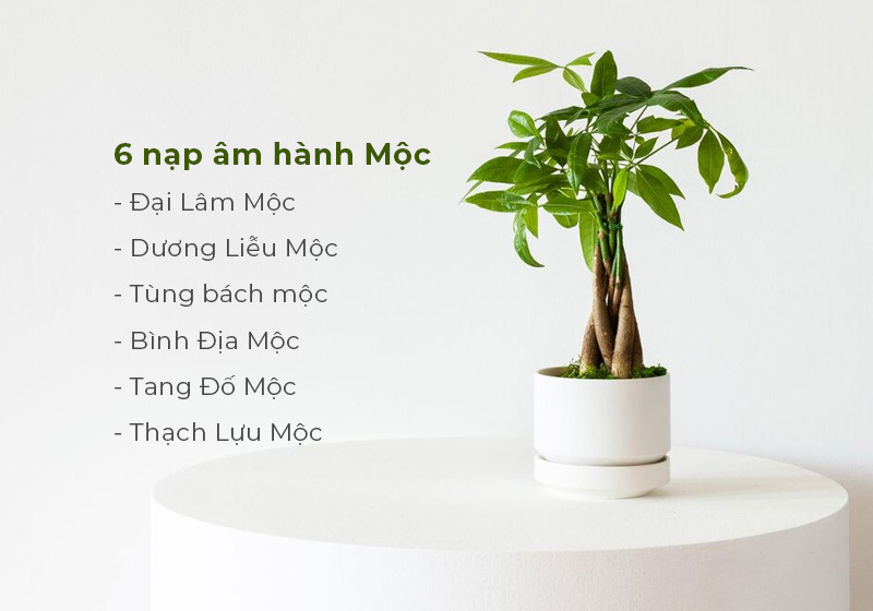 Minh họa ý nghĩa của sáu nạp âm trong hành Mộc
