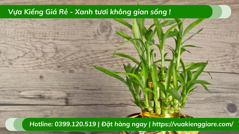 Một chậu trúc phú quý đặt cạnh cửa sổ