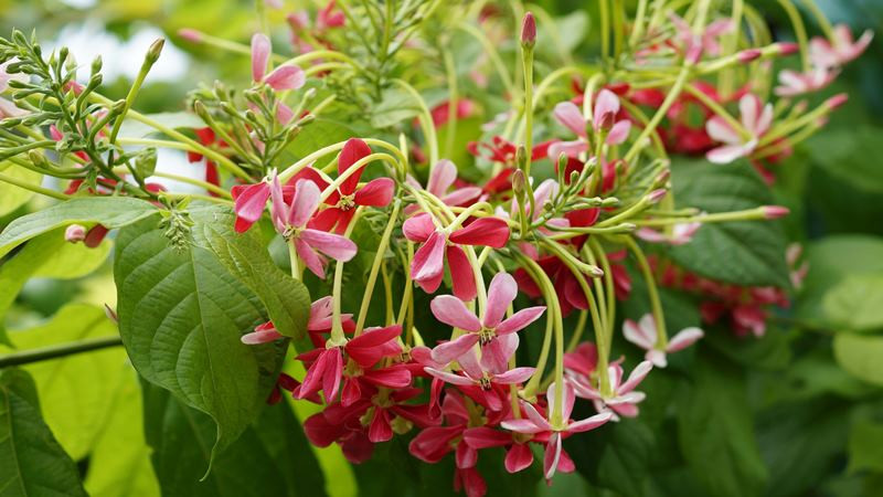 Nên tránh những điều kiêng kỵ khi trồng cây sử quân tử