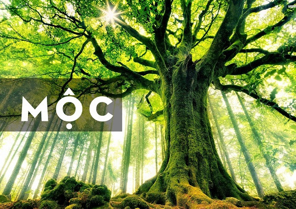 Người mệnh Mộc và các yếu tố tương sinh, tương khắc trong phong thủy