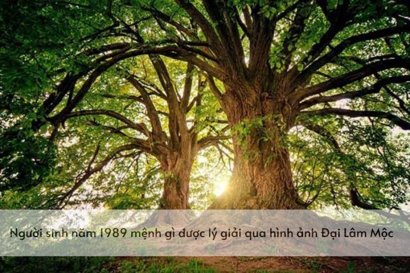 Người sinh năm 1989 mệnh gì được lý giải qua hình ảnh Đại Lâm Mộc
