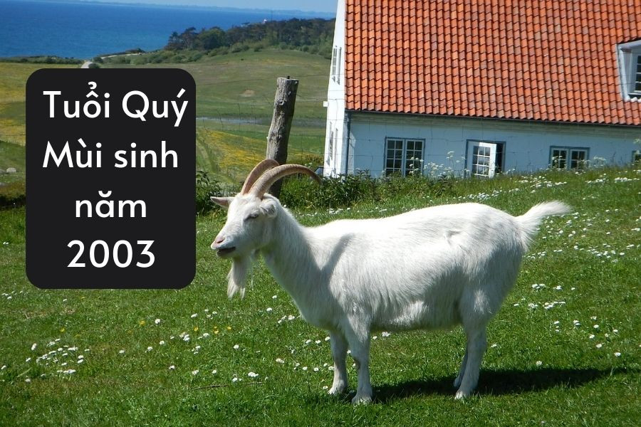 Người sinh năm 2003 mệnh gì và tuổi Quý Mùi
