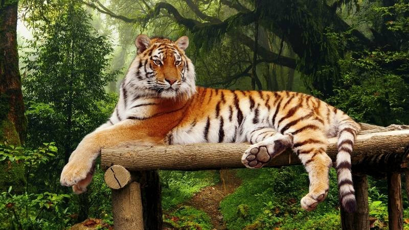 Người tuổi Dần trong trạng thái lo lắng