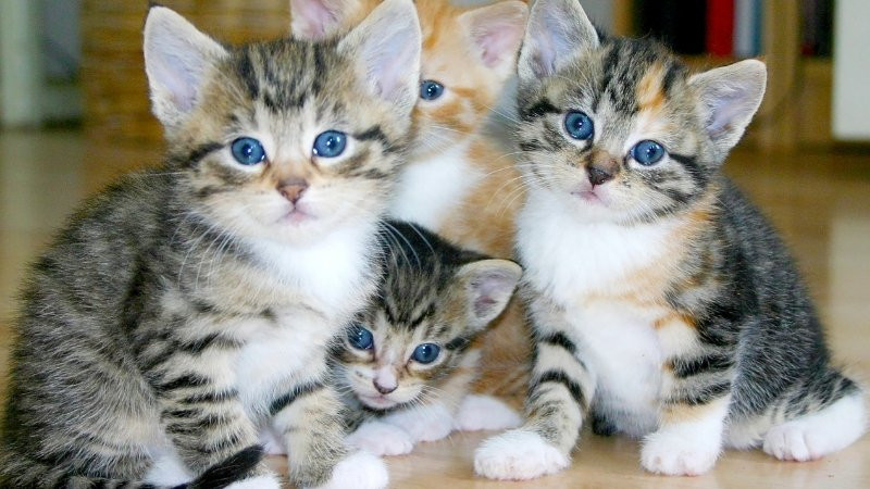 Người tuổi Mão vui vẻ làm việc
