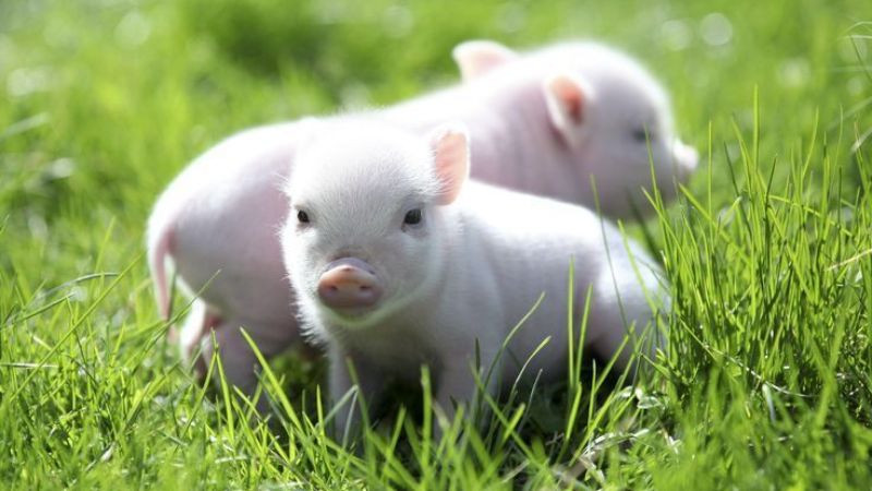 Người tuổi Quý Hợi sinh năm 1983 hợp với màu xanh dương, xanh nước biển và đen