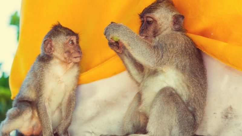 Người tuổi Thân đang thư giãn