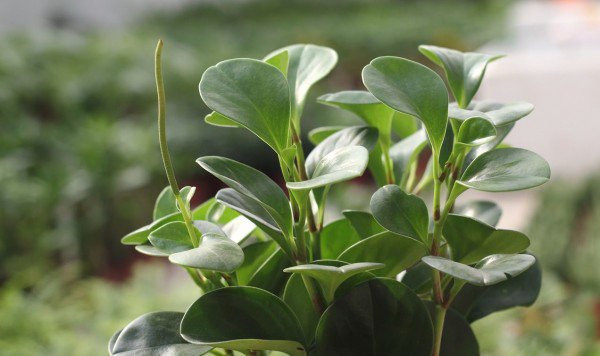 Nhân giống cây trường sinh bằng phương pháp giâm lá hoặc giâm cành đơn giản