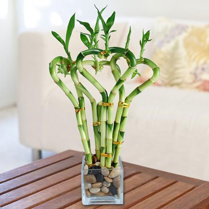 Nhiều cây phát lộc được tạo hình nghệ thuật, mang ý nghĩa phong thủy đa dạng