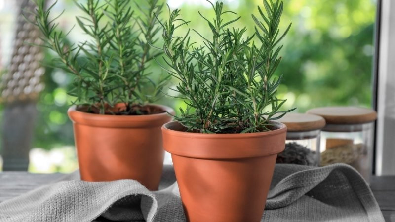 Những điều cần tránh để cây hương thảo không ảnh hưởng xấu phong thủy