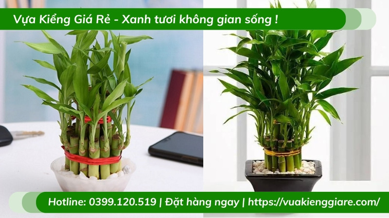 Những loại trúc phú quý với màu sắc lá khác nhau