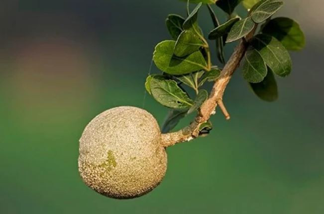 Những quả cần thăng chín với vỏ xanh, ruột nhiều hạt, có thể dùng làm thuốc