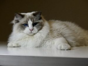 Nữ 2011 mệnh Tùng Bách Mộc