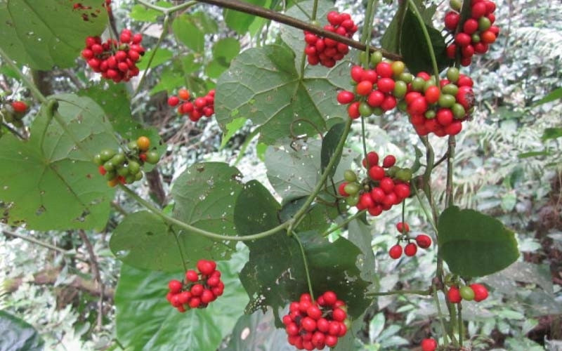Quả củ bình vôi đỏ mọng, biểu tượng của sự sinh sôi, hợp phong thủy