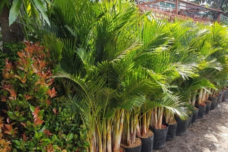 Quy trình trồng cây cau cảnh vào chậu, đảm bảo rễ chắc chắn và đất đủ ẩm.