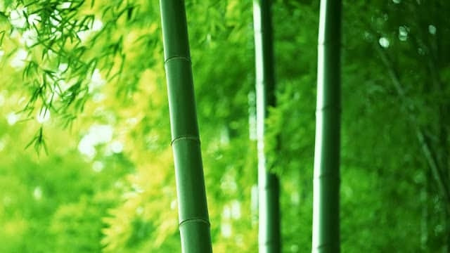 Rừng trúc xanh mướt, biểu tượng của sự tĩnh lặng và may mắn trong phong thủy, liên quan đến tử vi ngày 7/11