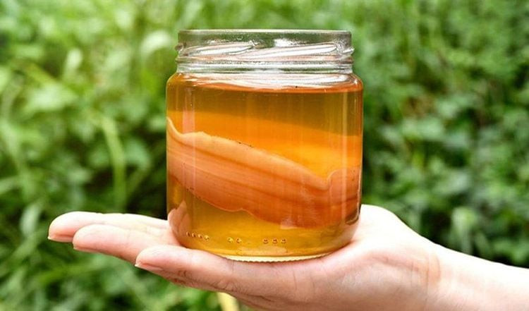 Sản phẩm lên men từ vi sinh vật trà nấm thủy sâm