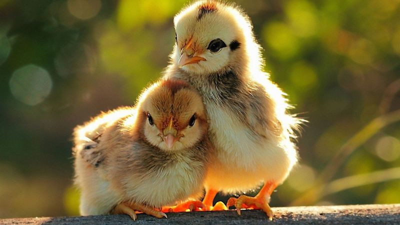 Sơ đồ hướng nhà và hướng đặt bàn thờ phù hợp cho gia chủ Ất Dậu mệnh Thủy