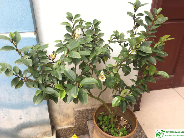 Tấm bảng minh họa ý nghĩa sâu sắc của cây lan tiêu trong phong thủy