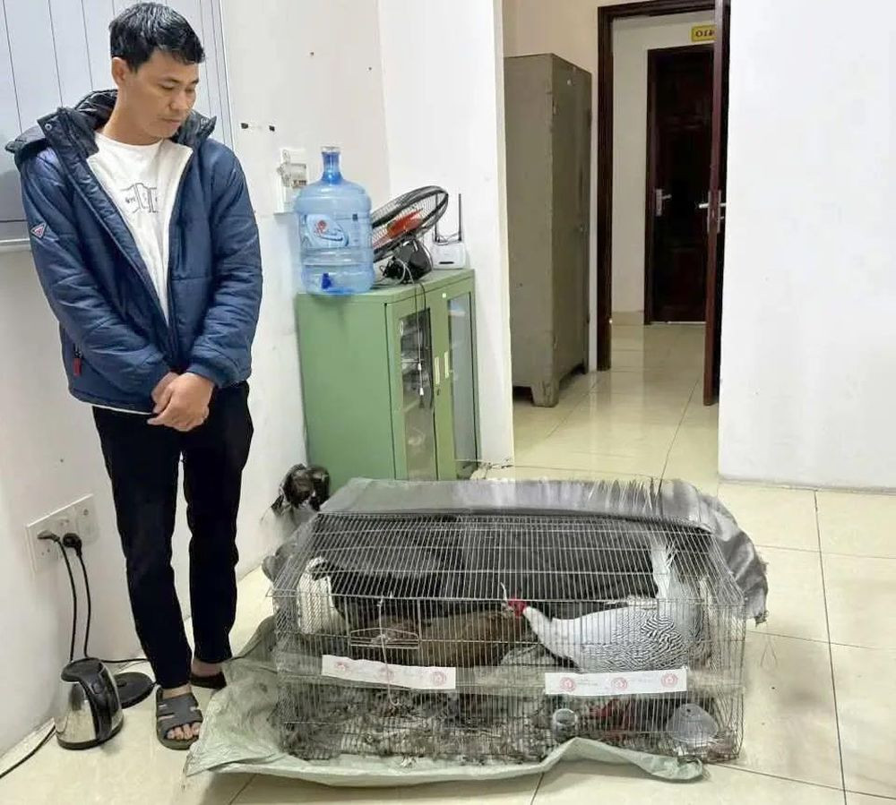 Tang vật vụ án gà lôi, liên quan đến những quyết định trong tử vi 13 6