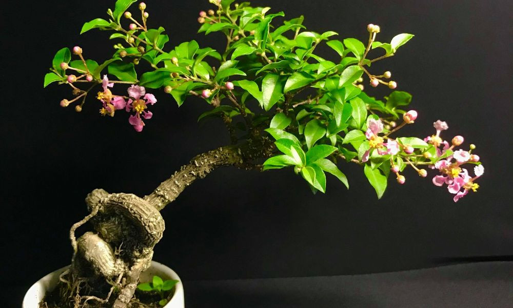 Tạo hình bonsai cây hồng ngọc mai mini