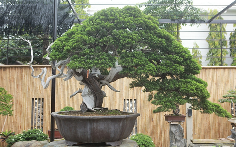Thị trường cây Tùng La Hán và các loại phổ biến, mức giá đa dạng.