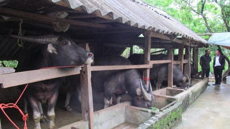 Thực hiện nghi thức cúng chuồng trại gà theo truyền thống