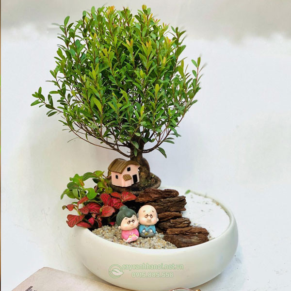 Tiểu cảnh cây tiểu diệp xích nam xanh tốt, mang lại may mắn và hợp mệnh gia chủ