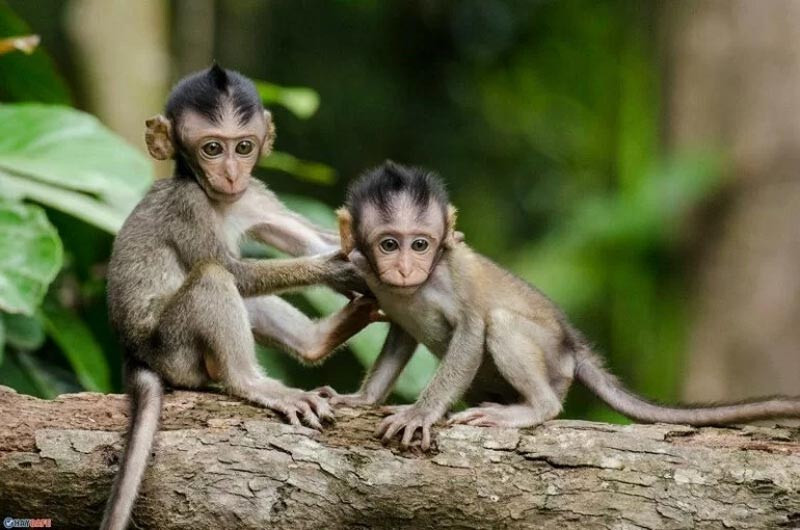 Tính cách thông minh và nhanh nhẹn của người sinh năm Mậu Thân