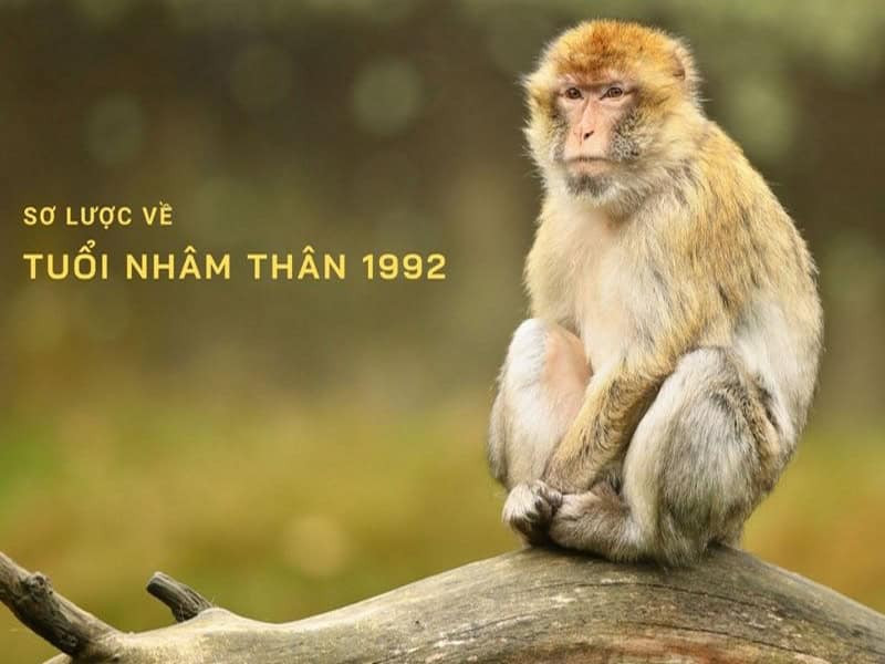 Tổng quan tử vi tuổi Nhâm Thân năm 2026 nam mạng với những thay đổi và cơ hội lớn