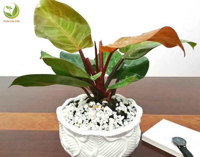Trầu bà đế vương đỏ phát triển tốt dưới ánh sáng tự nhiên gián tiếp