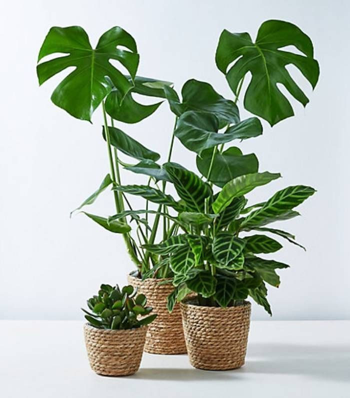 Trầu bà lá xẻ dễ trồng và thích nghi tốt trong môi trường nội thất