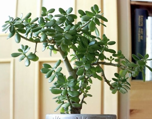 Trồng cây ngọc bích trong nhà giúp thanh lọc không khí và trang trí